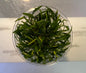 TC Cryptocoryne lucens