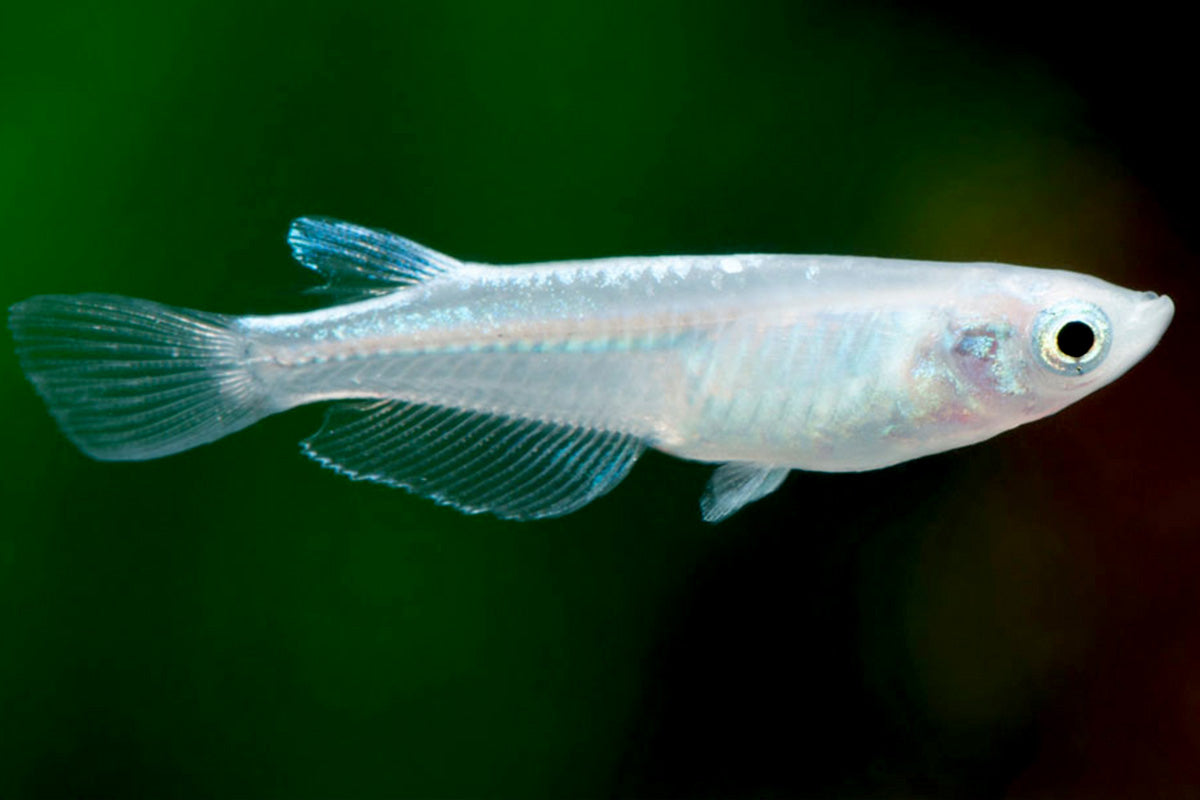 Medaka - Platinum (Oryzias latipes) - Various
