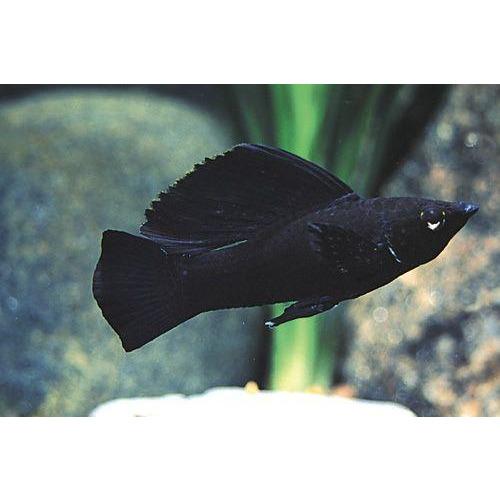 Molly - Sailfin Assorted Colours