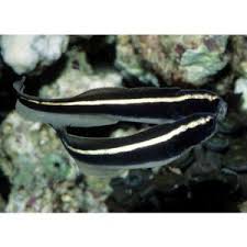 Goby Engineer