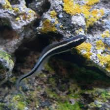Gobin Bay Marine Gobies – Aquarium Gallery
