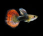 Guppy Cobra/Mosaic - Various