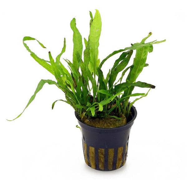 Java Fern - Microsorium pteropus 'Philipine Mini' (Rare)