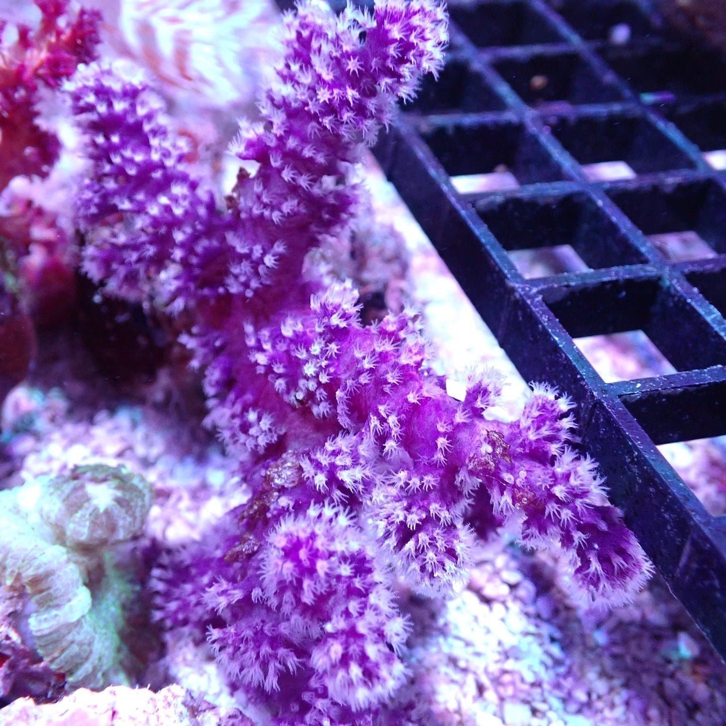 Carnation Coral (Dendronephthya/Nepthea sp.)