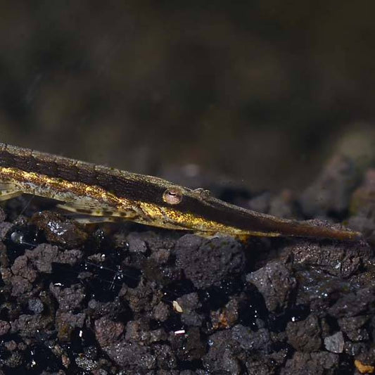 Catfish Farlowella