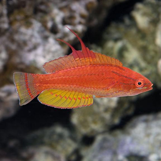 Wrasse - Yellow Fin Flasher