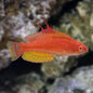 Wrasse - Yellow Fin Flasher