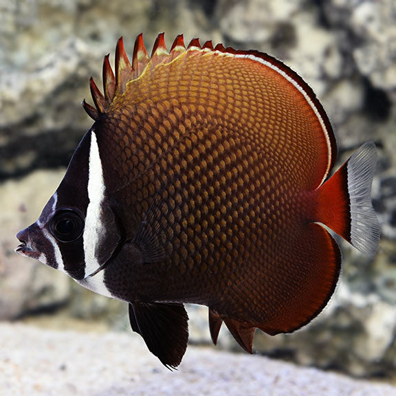Butterflyfish - Red tail (Chaetodon collare)