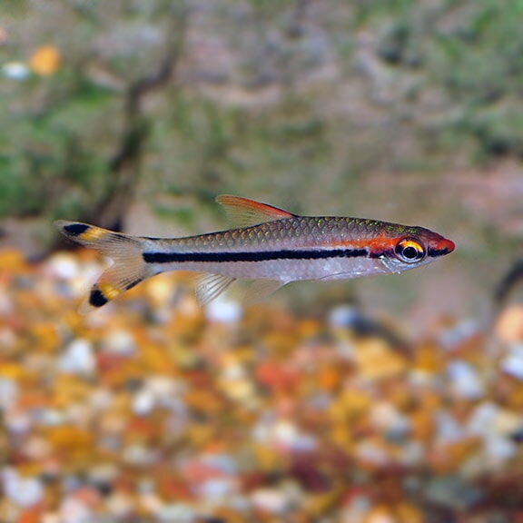 Barb Red Line Torpedo