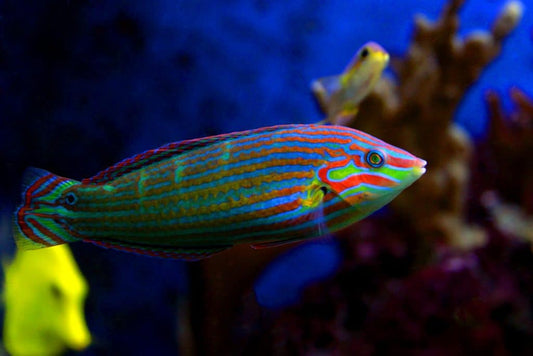 Wrasse - Melanurus - Various (Halichoeres melanurus)