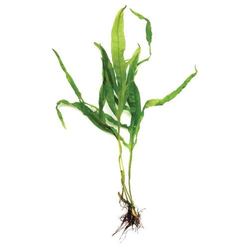 Java Fern - Microsorium pteropus, 'Trident' – Aquarium Gallery