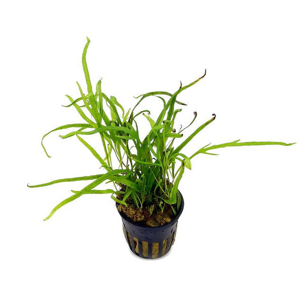 Java Fern - Microsorium pteropus 'Trident Mini' (Rare)