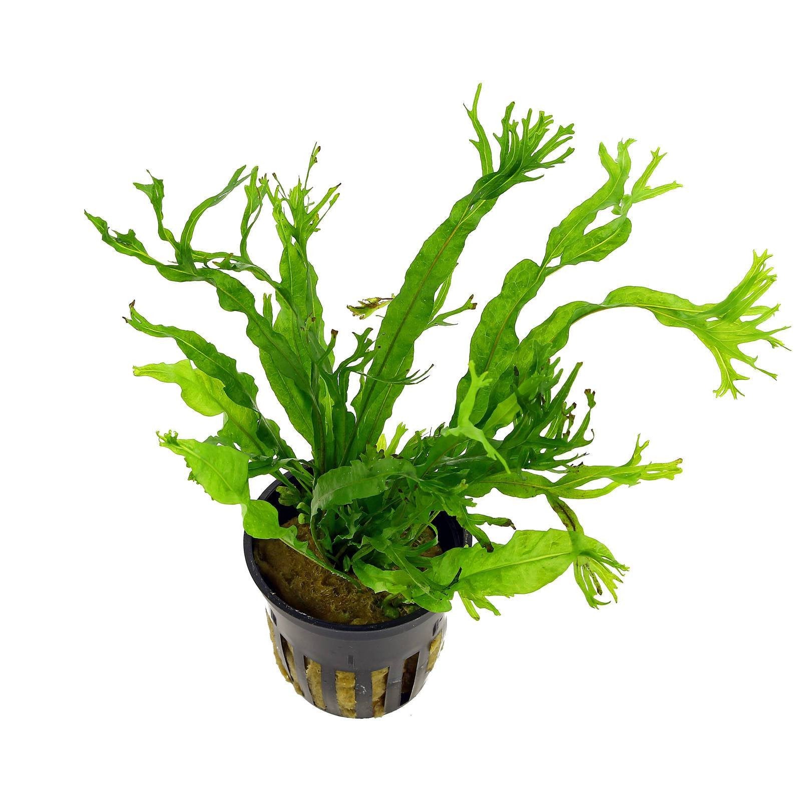 Java fern - Microsorium pteropus, 'Windelov/Crested' – Aquarium Gallery