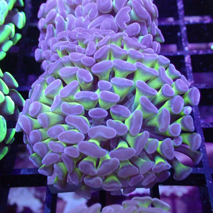 Euphyllia/Fimbriaphyllia POLYPS (Hammer, Torch, Frogspawn sp.)