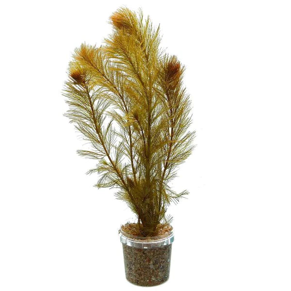 Milfoil - Bronze (Myriophyllum sp. 'Roraimi')