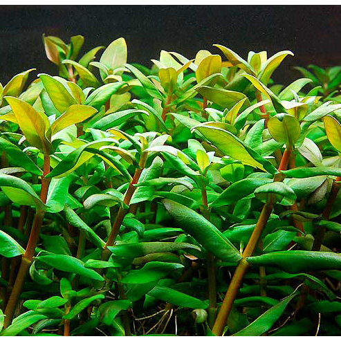 Nesea triflora