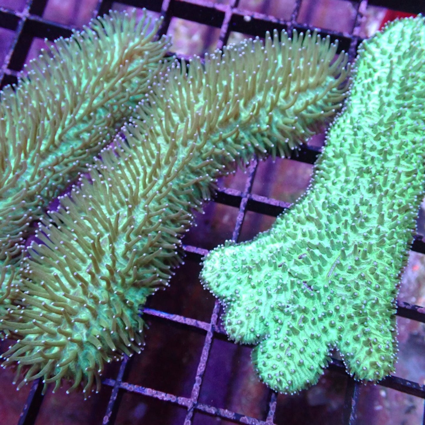 Disk Corals (Fungia/Heliofungia/Herpolitha sp.)