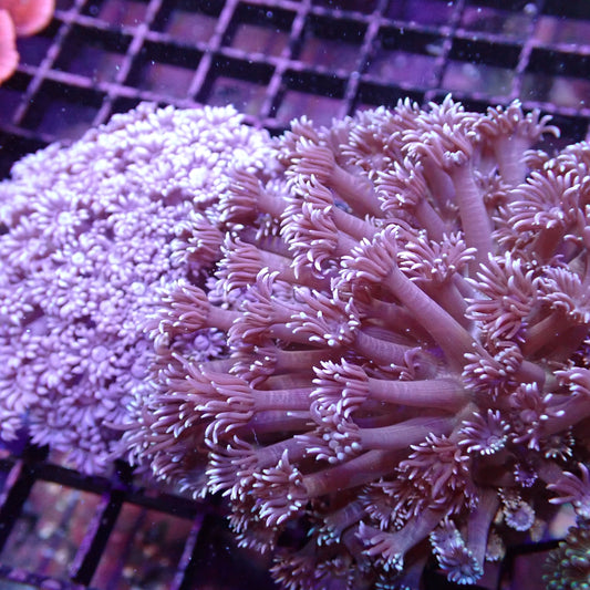 Flower Pot Corals (Goniopora, Alveopora, Bernardpora sp.)