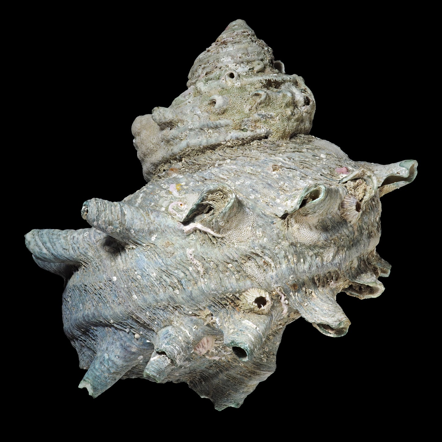 Snail Turbo - Saltwater species