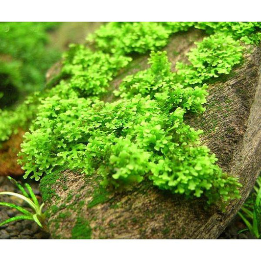 Moss - Mini Pelia/Coral Moss (Riccardia chamedryfolis) "Rare"