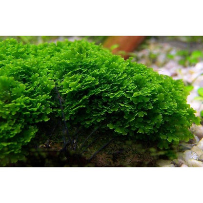 Moss - Mini Pelia/Coral Moss (Riccardia chamedryfolis) "Rare"
