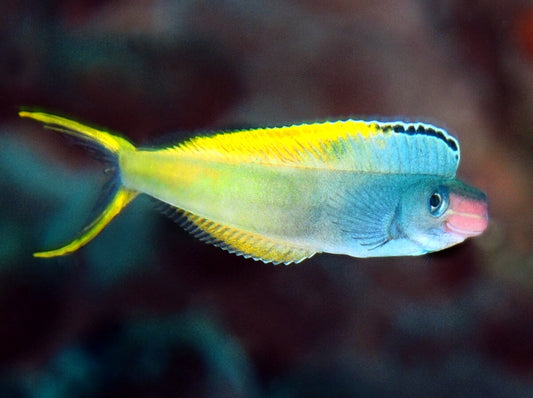 Blenny Bicolor Mimic Fang (Plagiotremus laudandus)