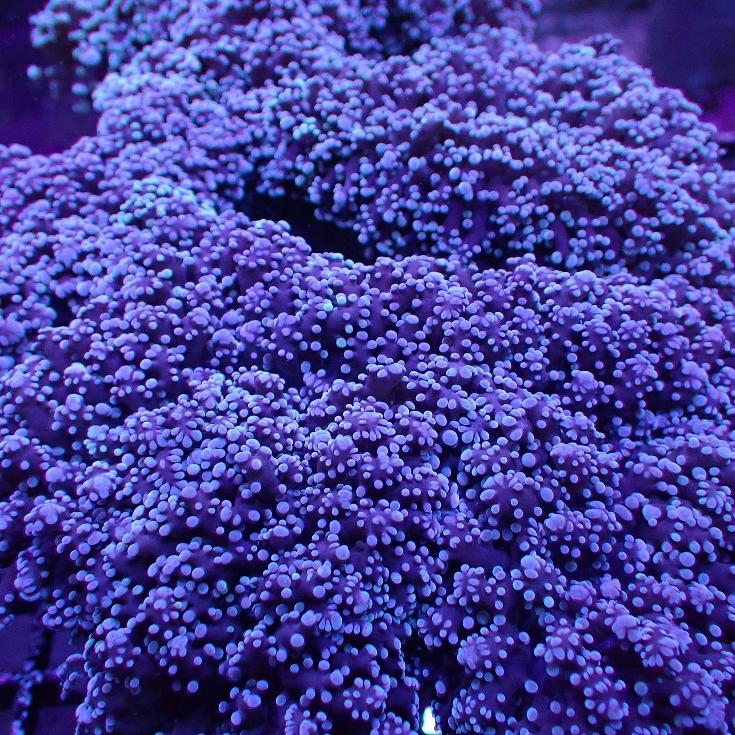 Frogspawn Corals (Fimbriaphyllia sp.)