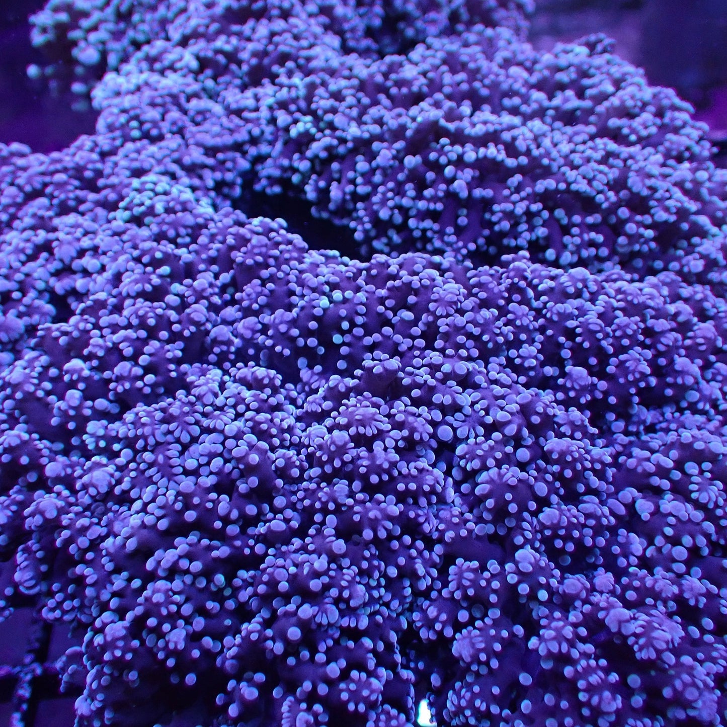 Frogspawn Corals (Euphyllia divisa)