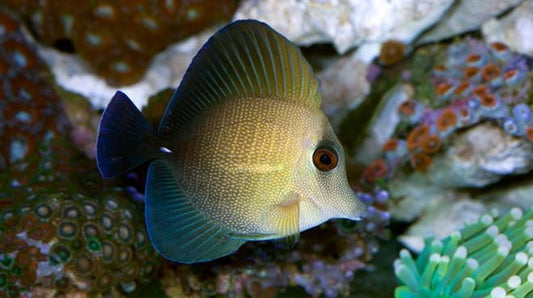 Tang Scopas (Zebrasoma scopas)