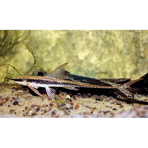 Catfish - Longnose Whiptail (Sturisoma barbatum)
