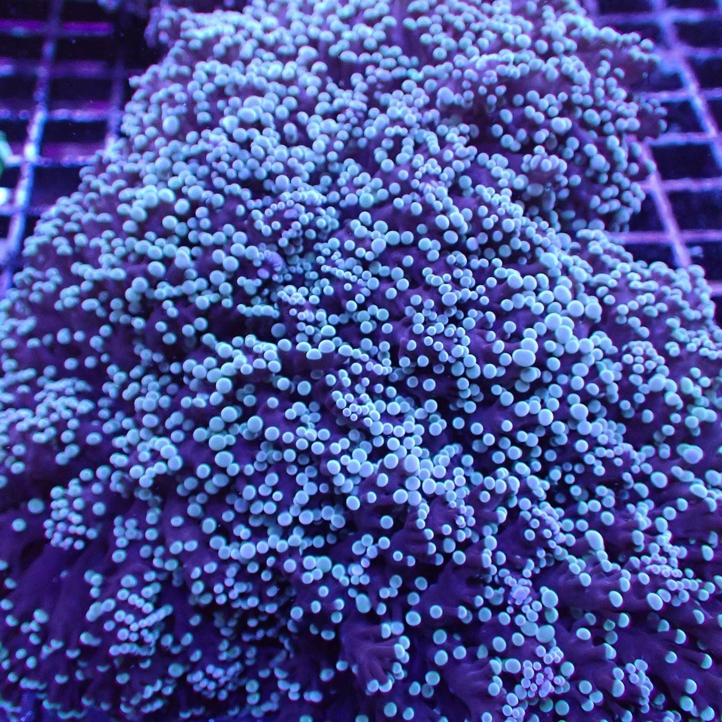Frogspawn Corals (Euphyllia divisa)