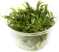 TC Cryptocoryne 'Tropica'