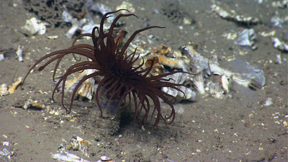 Anemone Tube