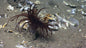 Anemone Tube