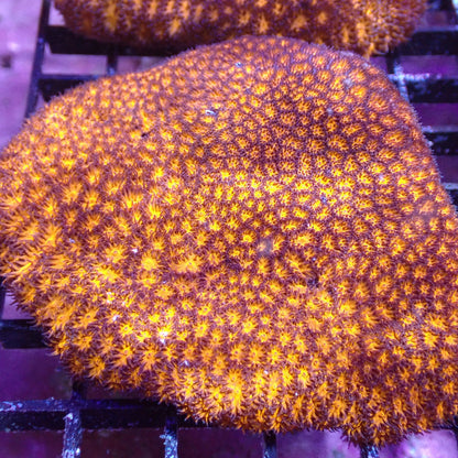 Crust Corals (Leptastrea sp.)