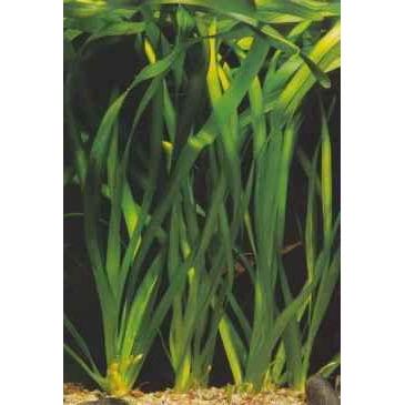 Vallisneria americana (Giant Vallis) "Special Order"