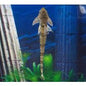 Catfish - Whiptail