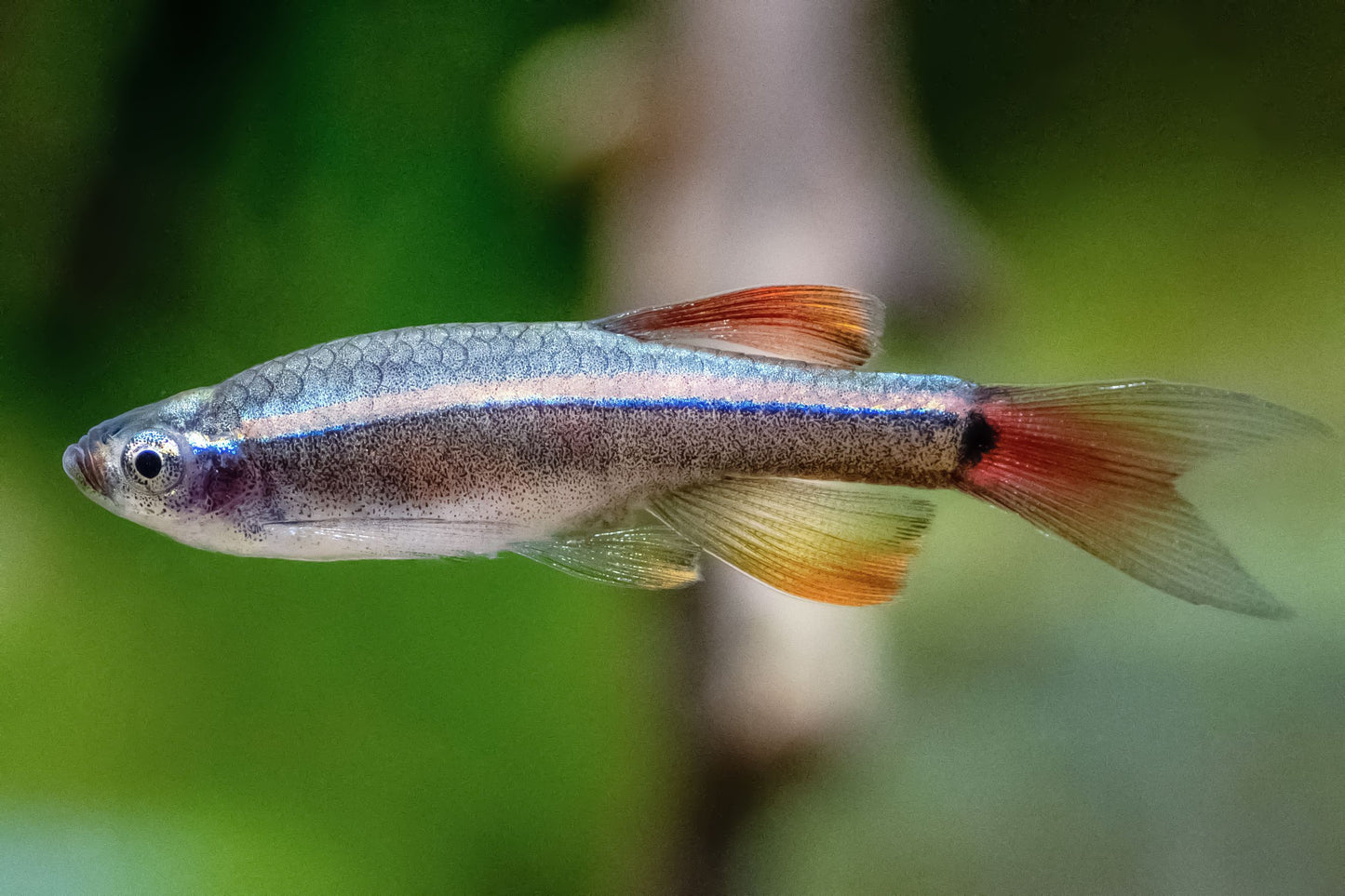 White Cloud Minnow (Tanichthys albonubes) - Various