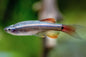 White Cloud Minnow (Tanichthys albonubes) - Various
