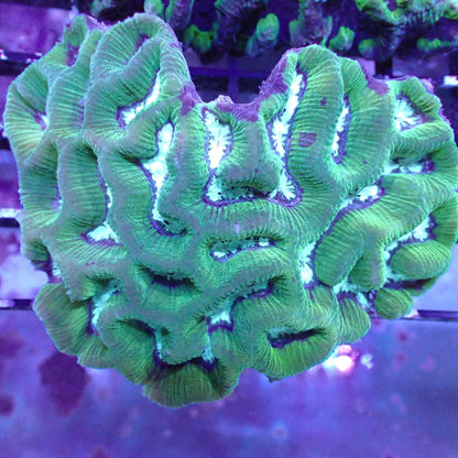 Maze Corals (Platygyra sp.)