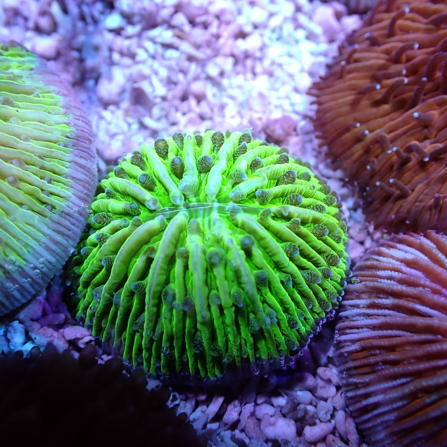 Disk Corals (Fungia/Heliofungia/Herpolitha sp.)