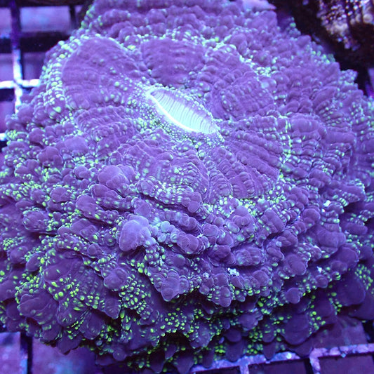 Meat Deshi Corals (Acanthophyllia sp.)
