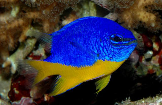 Damselfish - Yellow Belly (Chrysiptera hemicyanea)